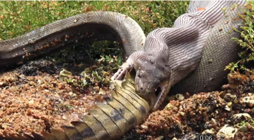 Python swallow...
